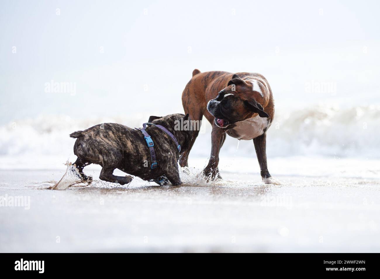 Due cani domestici che combattono o giocano sulla spiaggia di mare Foto Stock