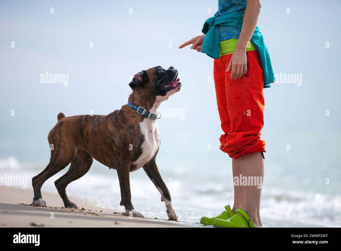 Giovane donna che dà un comando a un cane pugile. Il cane che la ascolta e obbedisce. Foto Stock