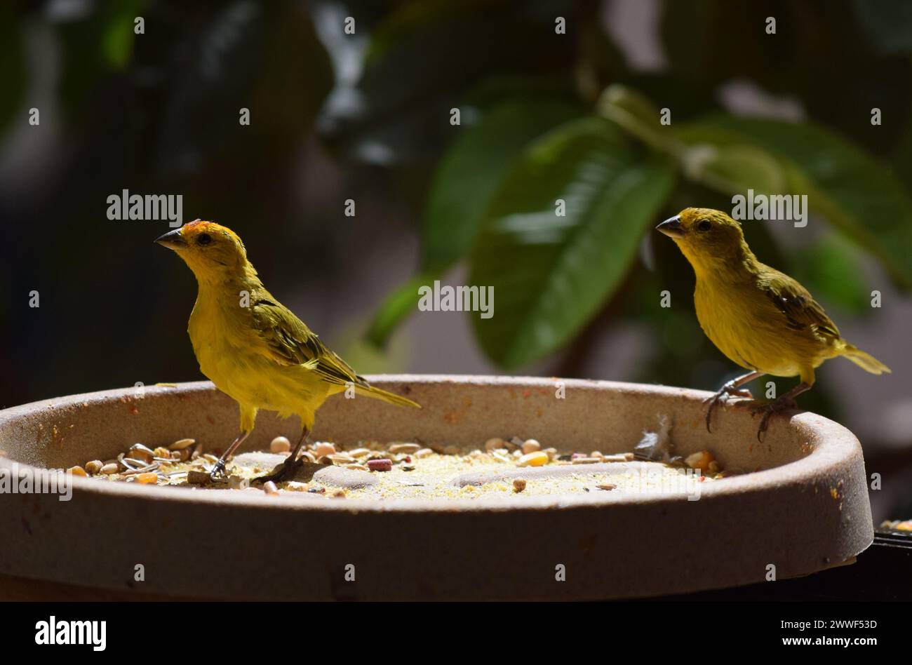 Canarinhos (sicalis flaveola) Foto Stock