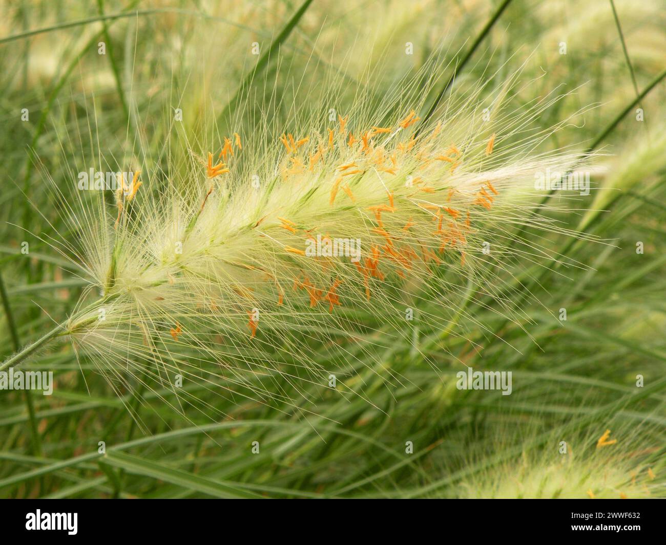Picchi di erba verde e selvatica Foto Stock
