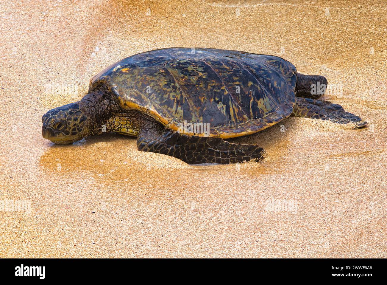 Tartaruga marina verde che riposa sulla spiaggia di sabbia bagnata di ho'okipa a Maui. Foto Stock