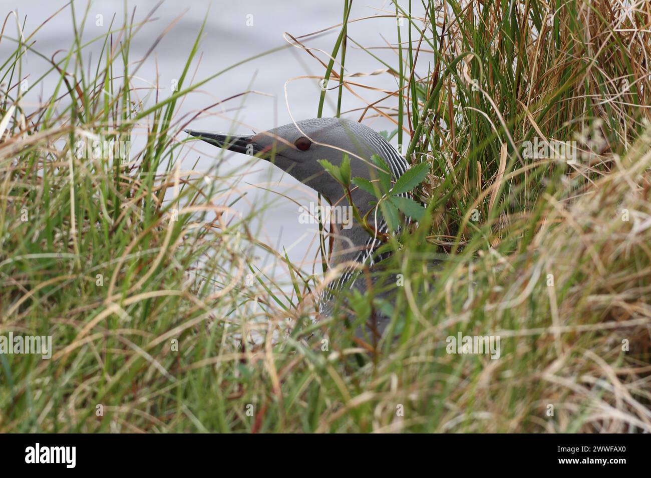 loon dalla gola nera (Gavia arctica) sul nido, ben nascosto dall'acqua, Lapponia, Norvegia, Scandinavia Foto Stock