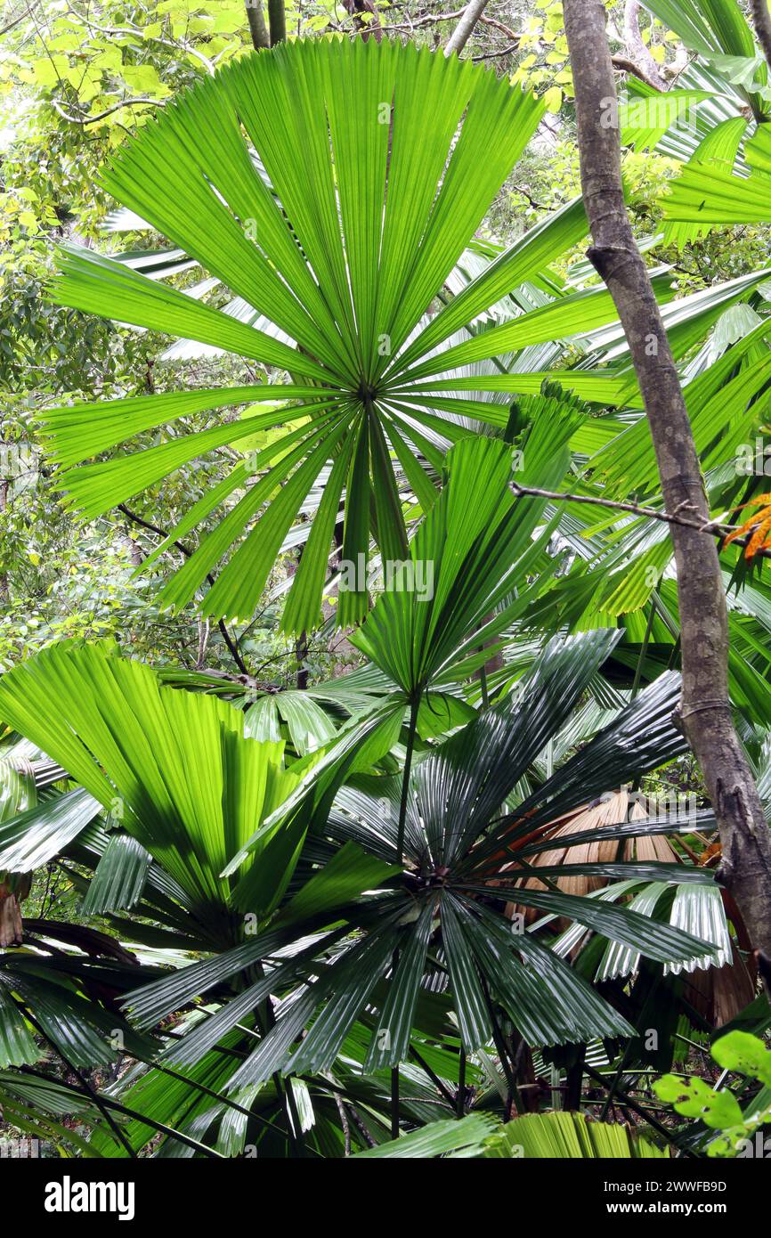 Piantagione di palme in una foresta pluviale Foto Stock