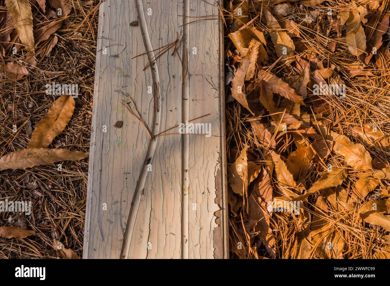 La luce del sole mette in risalto la consistenza di una superficie in legno intemprata tra le foglie secche, in Corea del Sud Foto Stock