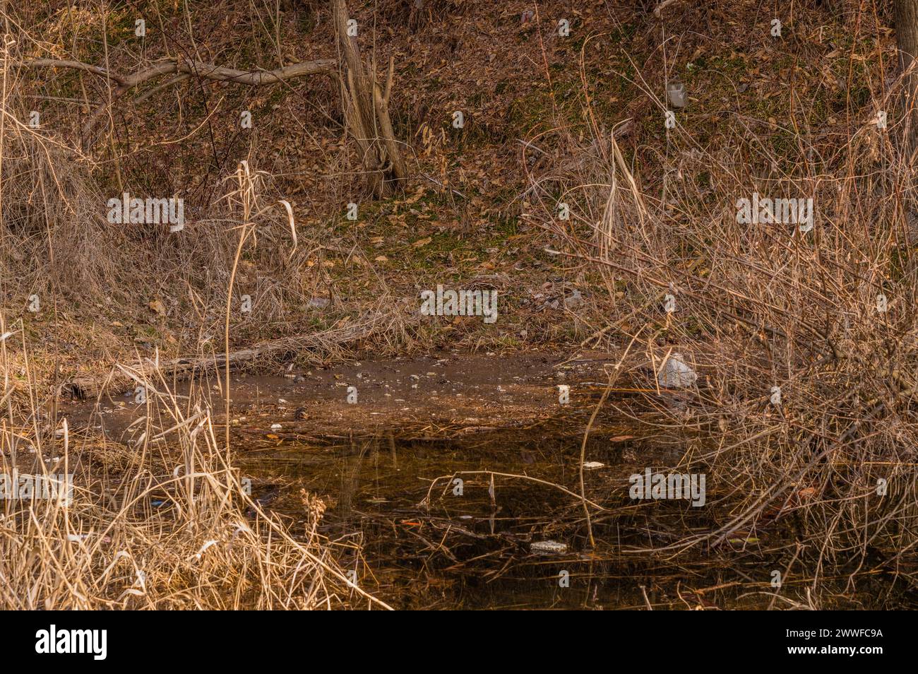 Un piccolo ruscello che attraversa un'area selvaggia con vegetazione secca, in Corea del Sud Foto Stock