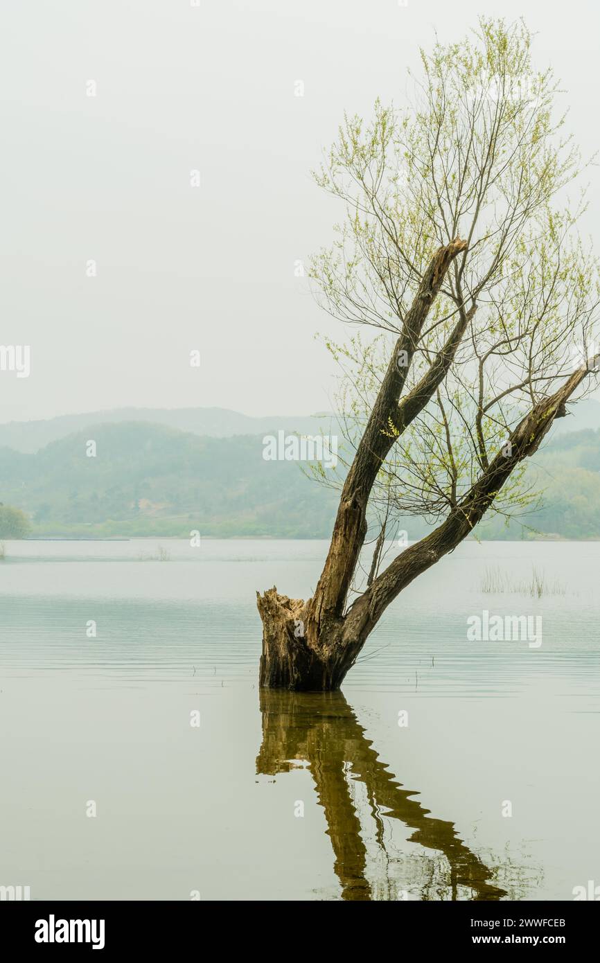 Albero che cresce in acque poco profonde con riflessi in acqua sotto il cielo coperto con montagne sullo sfondo in Corea del Sud Foto Stock