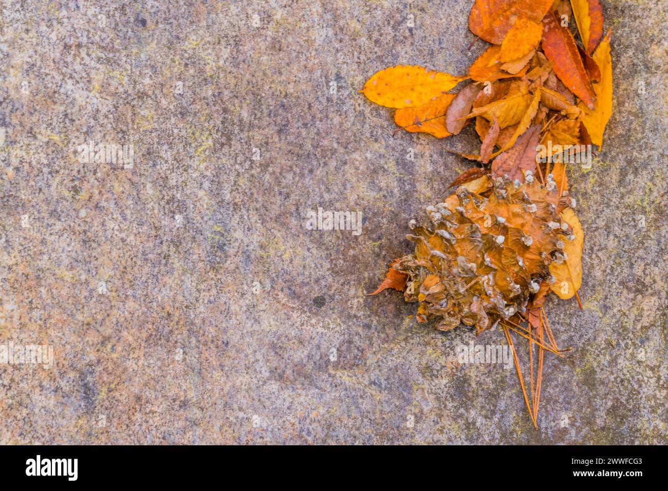 Un dettagliato primo piano di foglie autunnali e consistenza su una superficie rocciosa, in Corea del Sud Foto Stock
