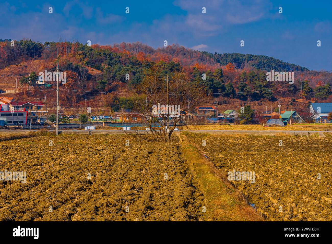 Campi secchi in un paesaggio rurale con case sotto un cielo azzurro, in Corea del Sud Foto Stock
