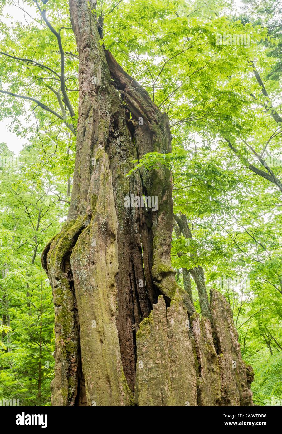 Tronco di alberi in decadenza in una foresta lussureggiante con foglie verdi sopra la testa, in Corea del Sud Foto Stock