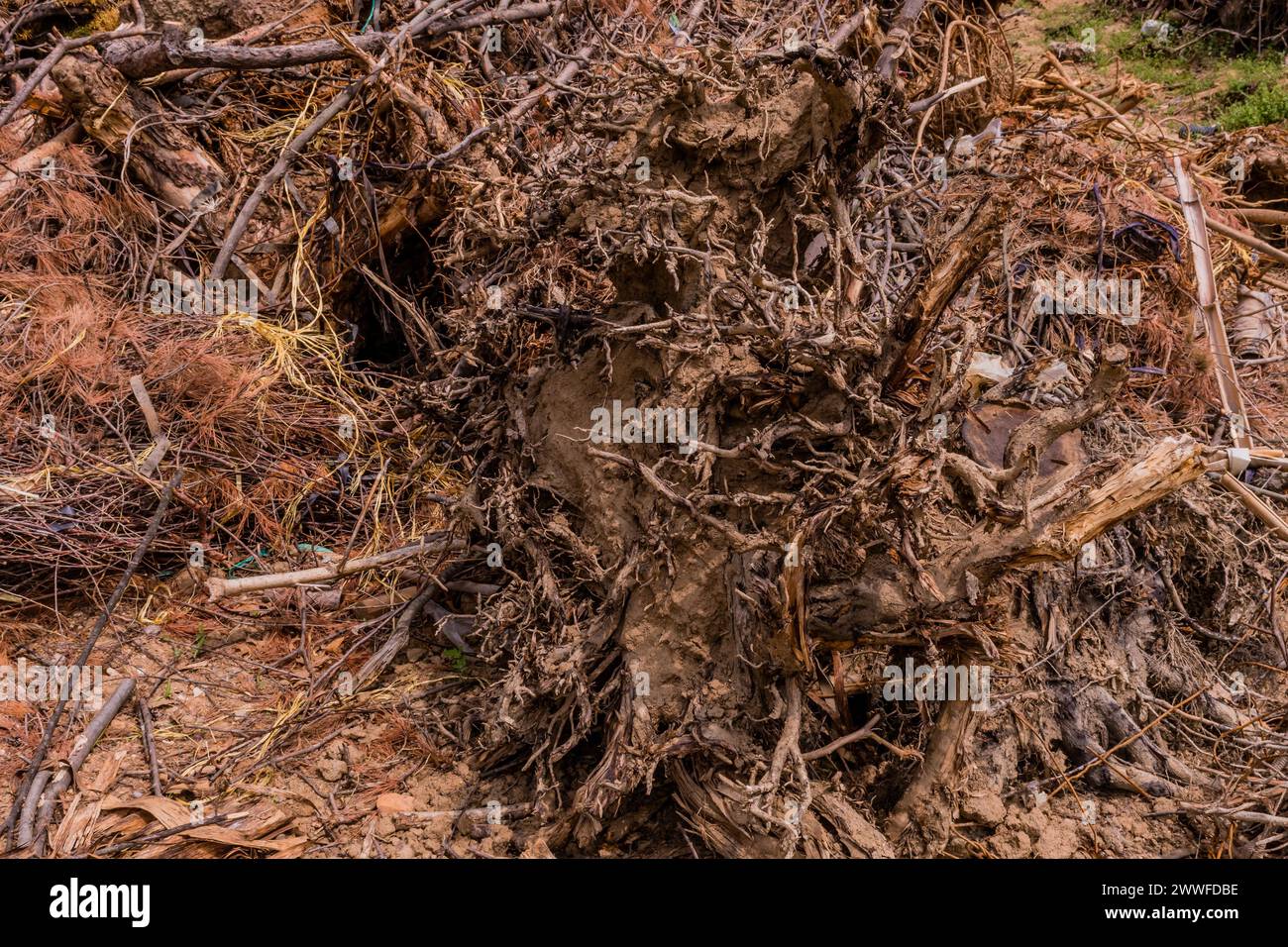 Albero sradicato con radici contorte esposte e terra circostante, in Corea del Sud Foto Stock