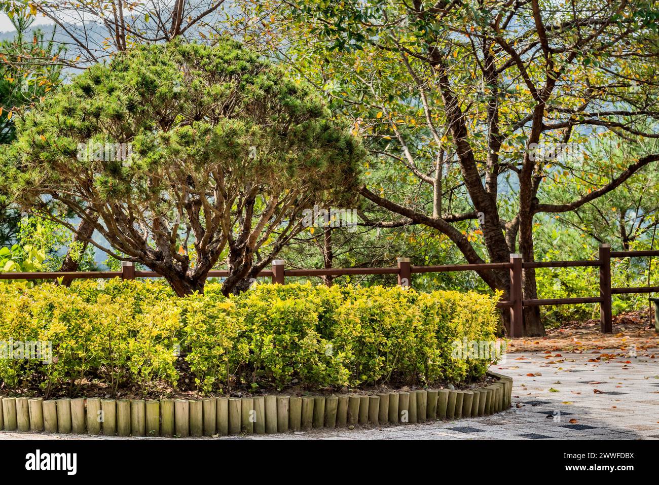 Tranquillo parco con lussureggiante vegetazione verde e recinzione in legno, in Corea del Sud Foto Stock