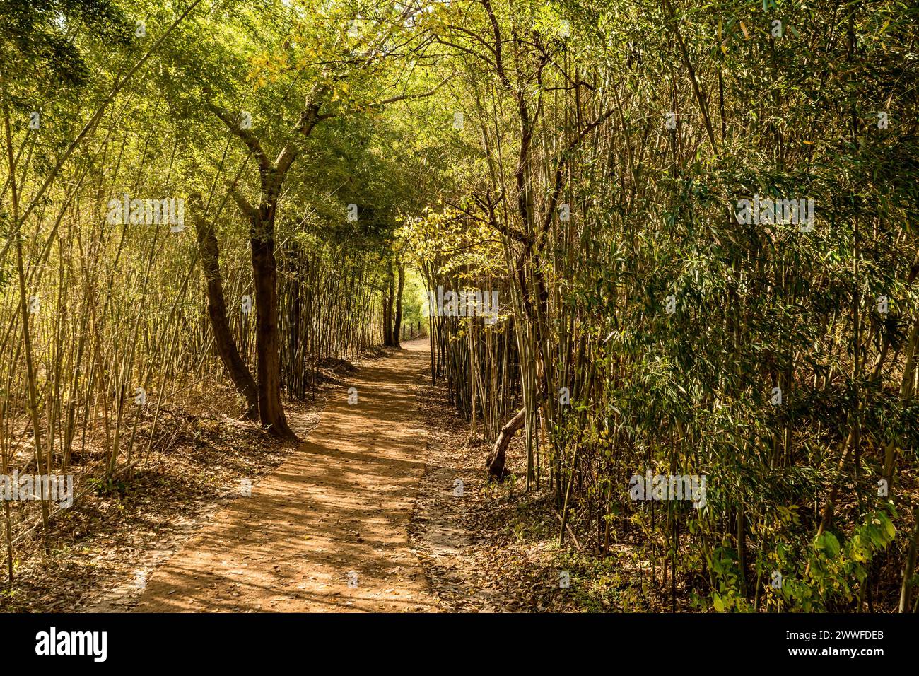 Un tranquillo sentiero nella foresta circondato da alti e verdi bambù, nella Corea del Sud Foto Stock