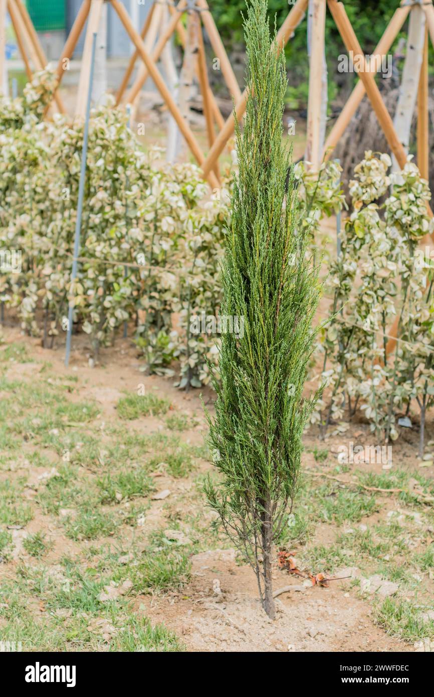 Un giovane albero sostenuto da picchetti in un ambiente di vivaio vegetale, in Corea del Sud Foto Stock