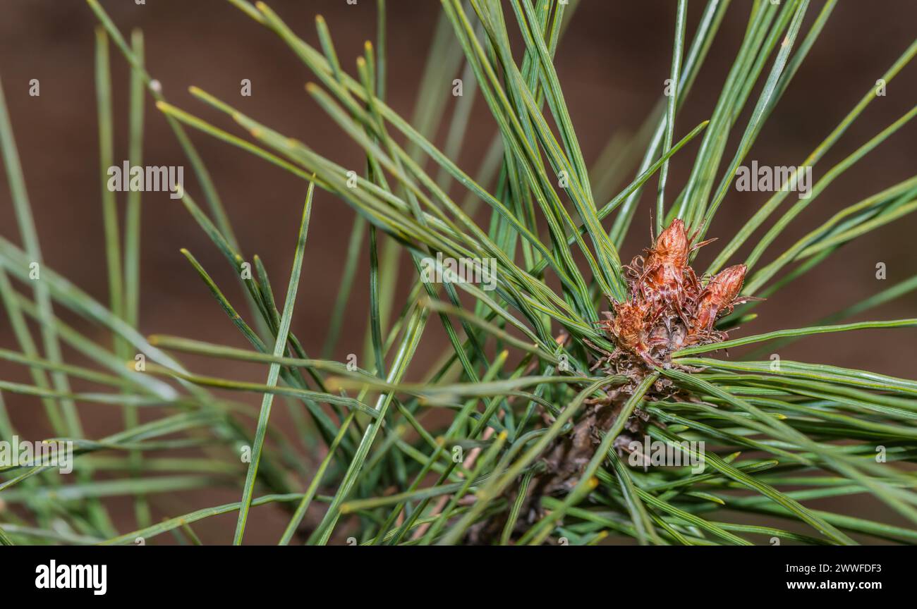 Nuova crescita di un pino con aghi verdi vibranti e un cono giovane, in Corea del Sud Foto Stock