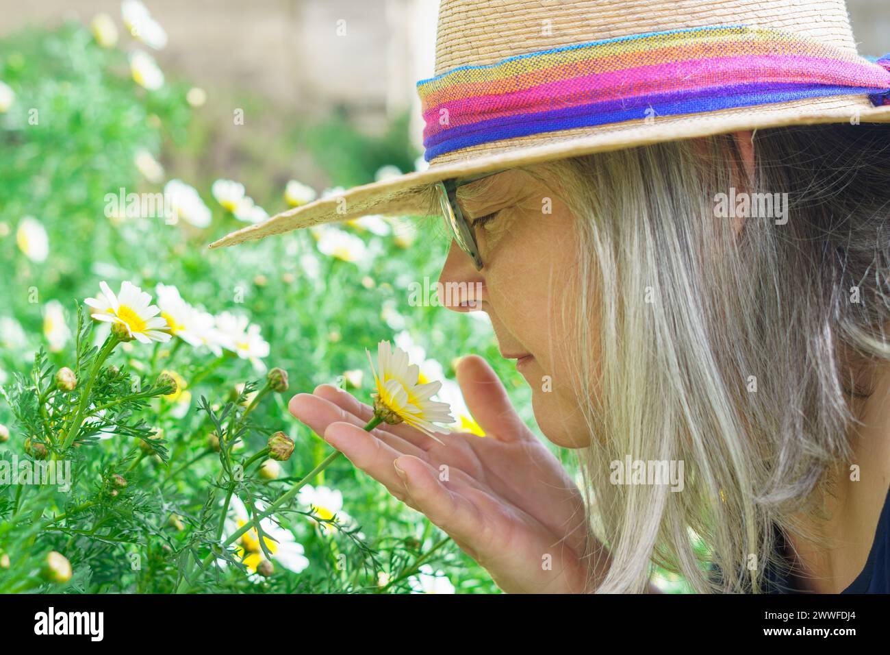 Donna matura con capelli bianchi e cappello visto di profilo che odora una bella margherita nelle sue mani con un prato con fiori sullo sfondo Foto Stock