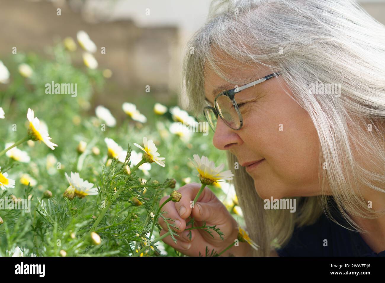 Donna matura dai capelli bianchi vista di profilo che odora un fiore in un campo a margherita Foto Stock