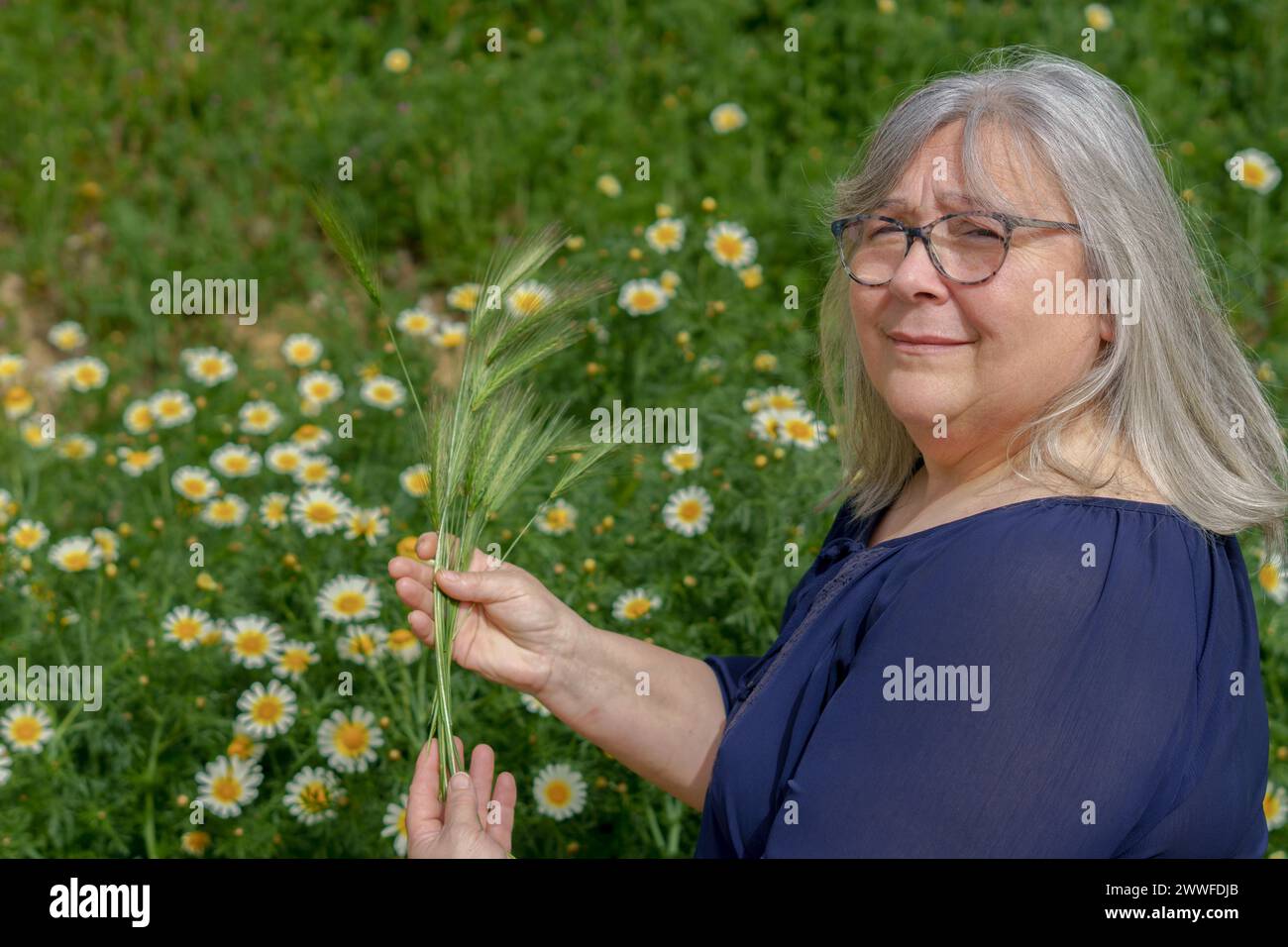 Donna dai capelli bianchi più anziana in campo con orecchie d'orzo nelle mani con un campo di margherite sullo sfondo Foto Stock