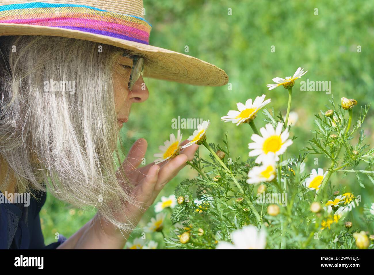 Donna matura con capelli bianchi e cappello visto di profilo che odora una bella margherita nelle sue mani con un prato con fiori sullo sfondo Foto Stock