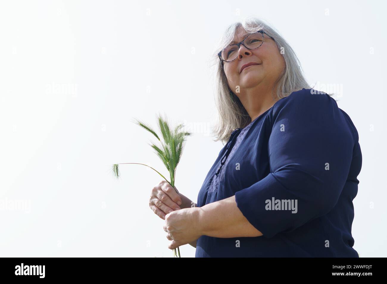 Donna dai capelli bianchi più anziana nel campo con orecchie di orzo tra le mani isolate su sfondo bianco Foto Stock