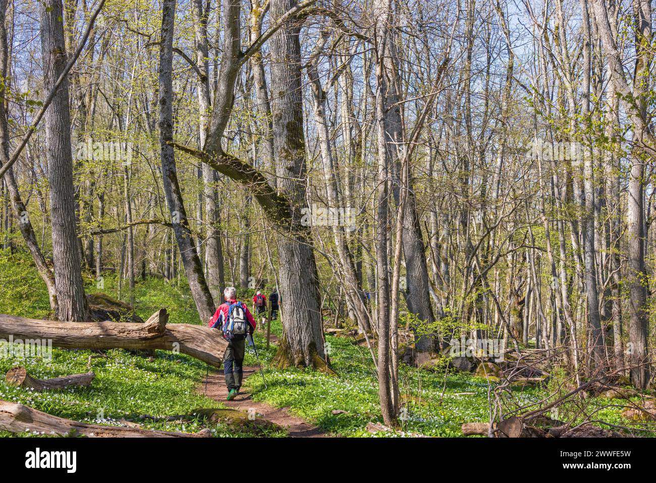 Uomo che fa un'escursione su un sentiero boschivo in una foresta in erba in primavera Foto Stock