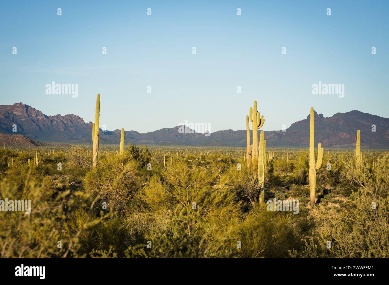 Cactus Saguaro e Organ Pipe e Joshua Trees presso l'Organ Pipe Cactus National Monument nel sud dell'Arizona, USA. Foto Stock