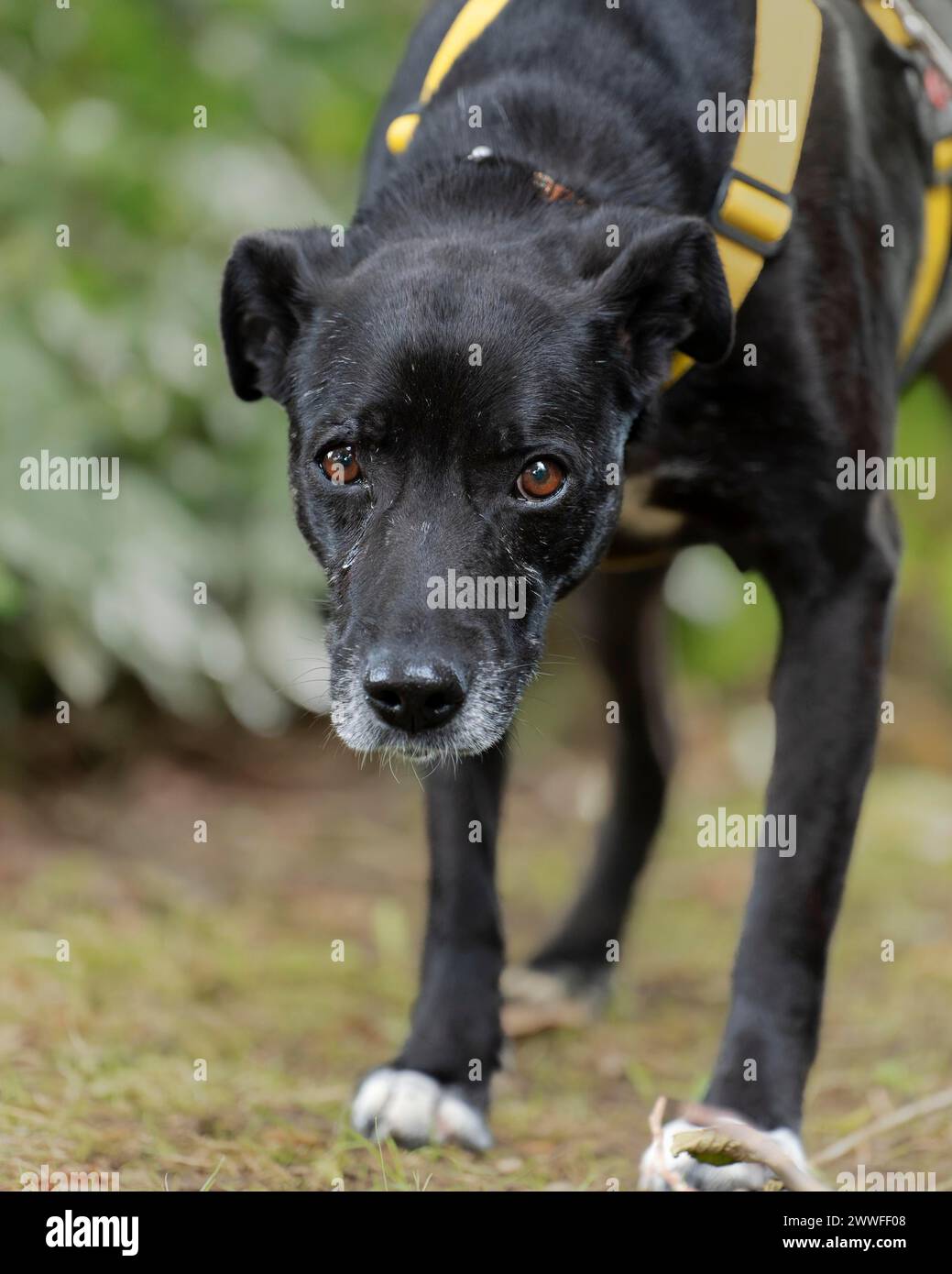 Cane domestico (Canis lupus familiaris), nero, femmina, anziano, muso grigio, dalla protezione degli animali, con doppia protezione, guardando direttamente il Foto Stock