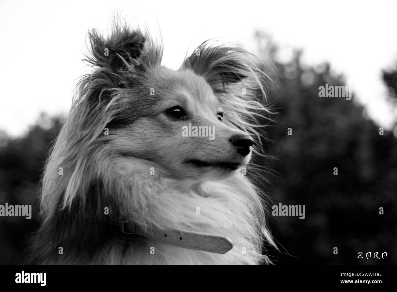 Ritratto in bianco e nero di un cane con orecchie soffici e un'espressione attenta, Amazing Dogs in the Nature Foto Stock