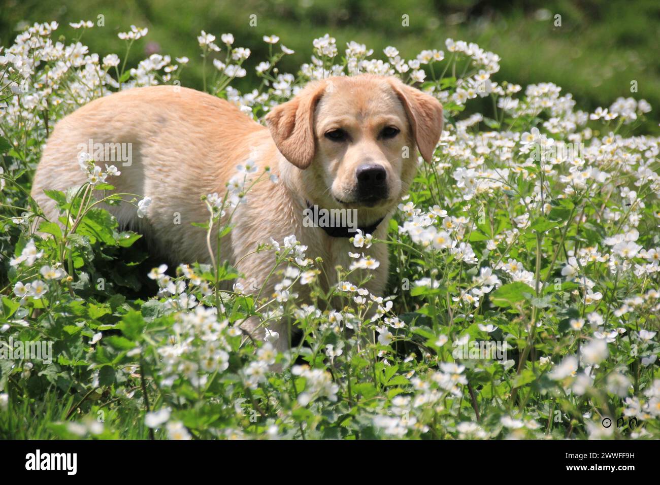 Un cucciolo di Labrador in un campo di fiori bianchi, che ritrae una serena scena primaverile, Amazing Dogs in the Nature Foto Stock Un cucciolo di Labrador in un campo di fiori bianchi, che ritrae una serena scena primaverile, Amazing Dogs in the Nature Foto Stock