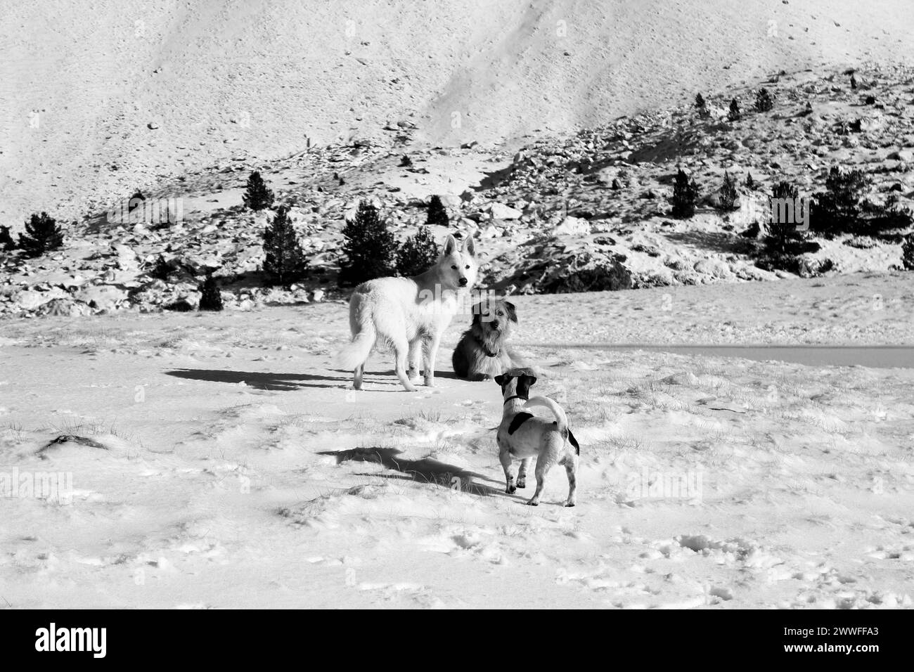 Una foto in bianco e nero di tre cani in un paesaggio montuoso innevato, Amazing Dogs in the Nature Foto Stock