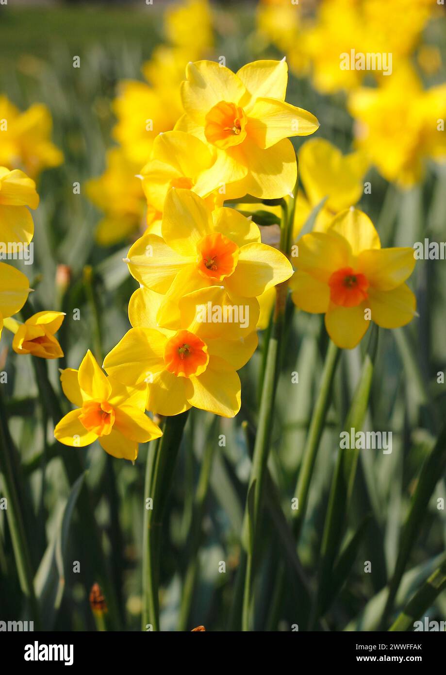 Narcisi giallo-arancio (Narcissus), Renania settentrionale-Vestfalia, Germania Foto Stock