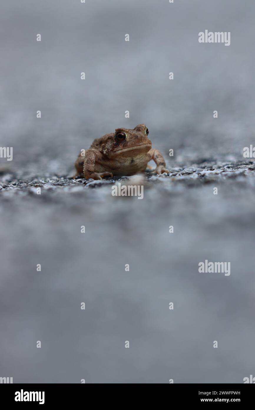 Un rospo molto piccolo seduto su una strada Foto Stock