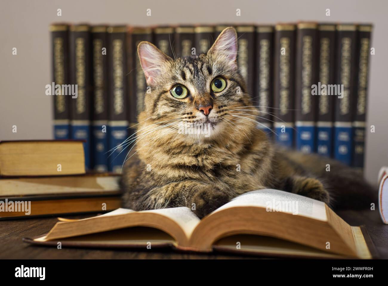 Concetto di lettura. Giornata mondiale del libro. Gatto con libri in giro che fingono di leggere. Foto Stock