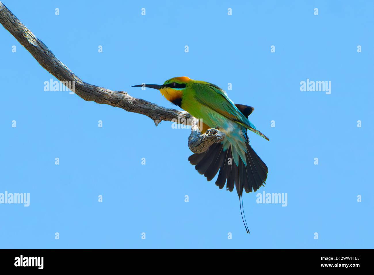 Rainbow Bee-Eater (Merops ornatus) Preening, Australia Occidentale, Australia Foto Stock