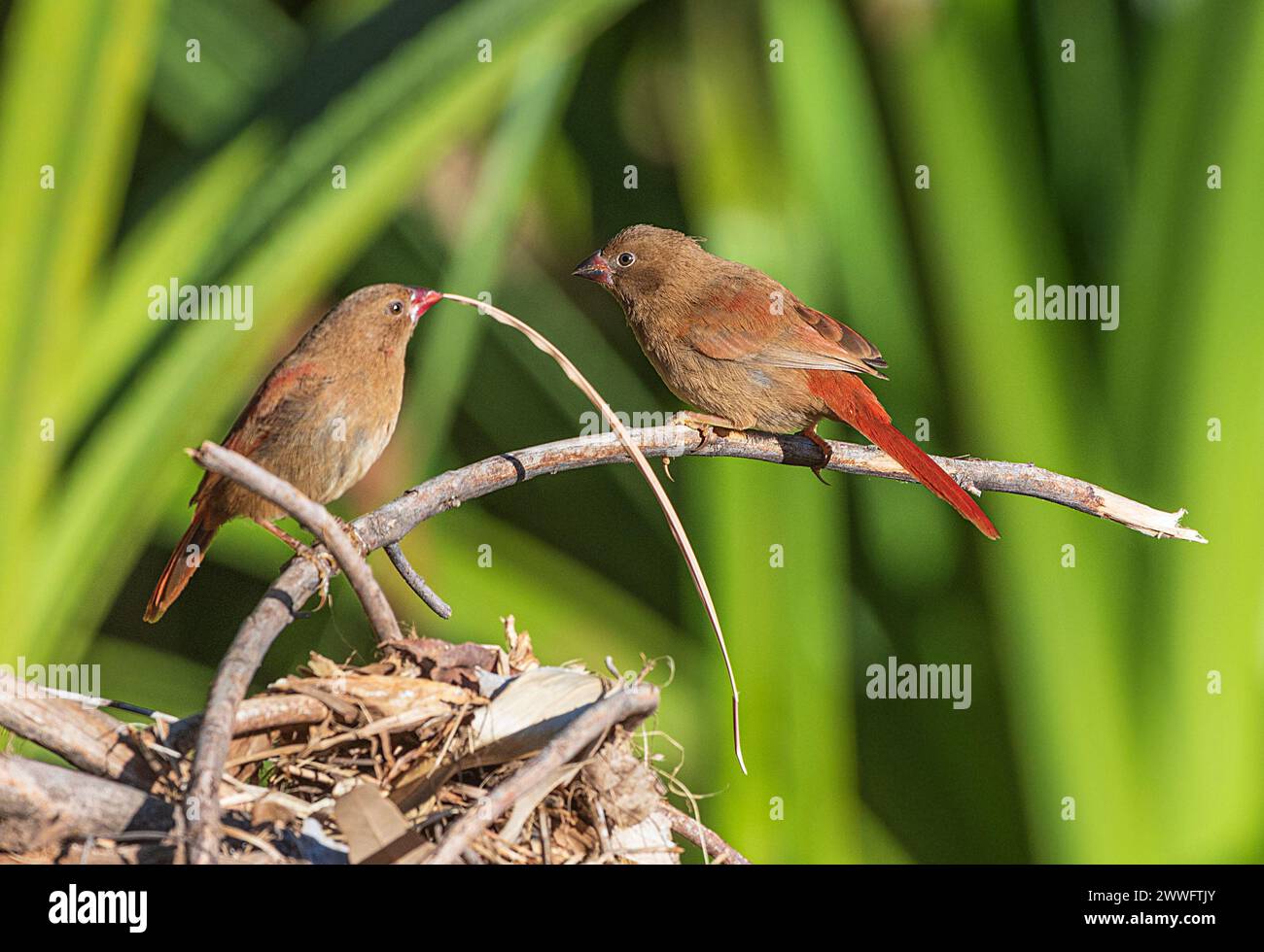 Due giovani Crimson Finches (Neochmia phaeton) arroccati su un ramo con materiale di nidificazione in becco, Mornington Wildlife Sanctuary, Kimberley Region, WE Foto Stock