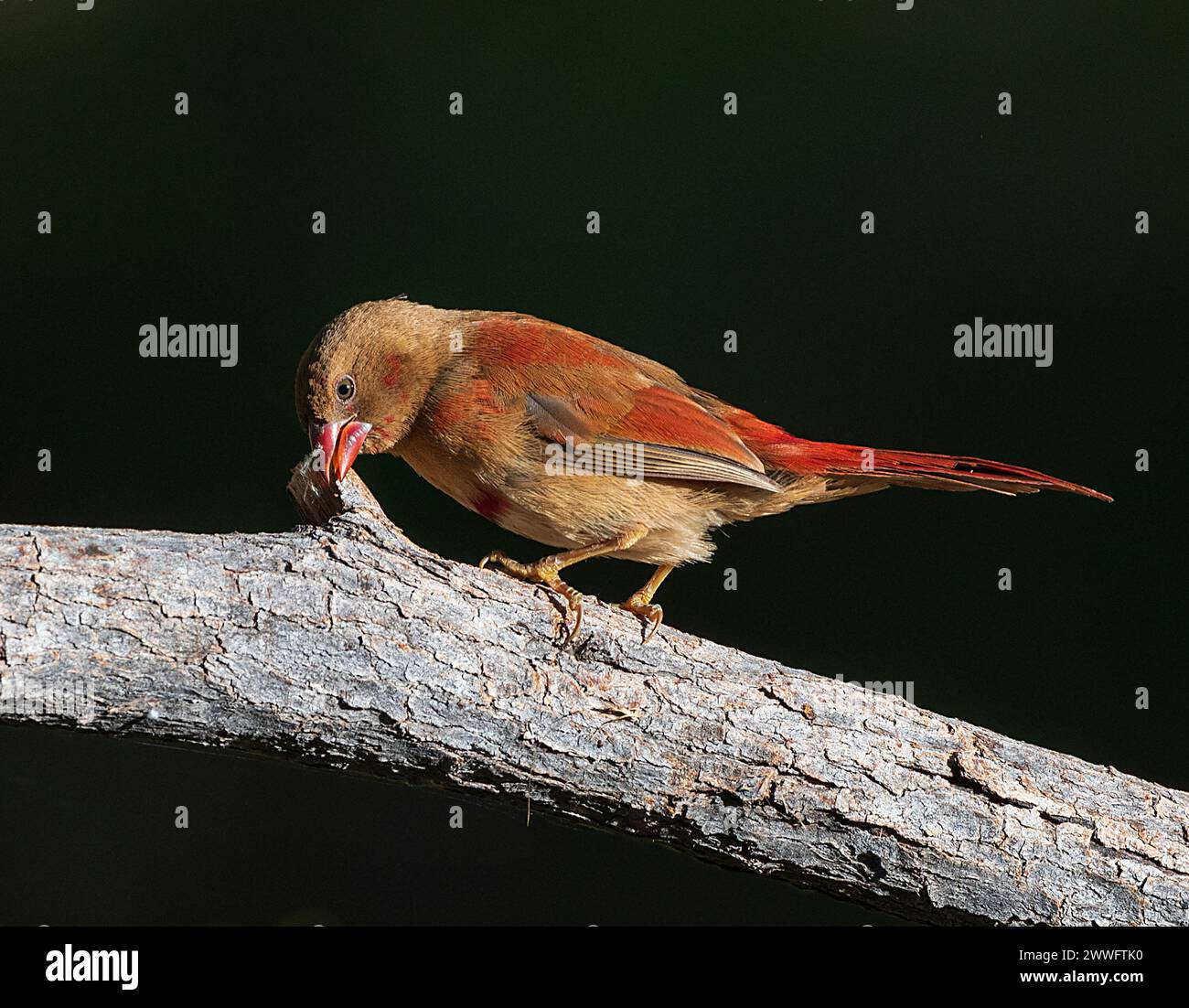 Un giovane Crimson Finch (Neochmia phaeton) che si forgia nella foresta, Mornington Wildlife Sanctuary, regione di Kimberley, Australia Occidentale, Foto Stock