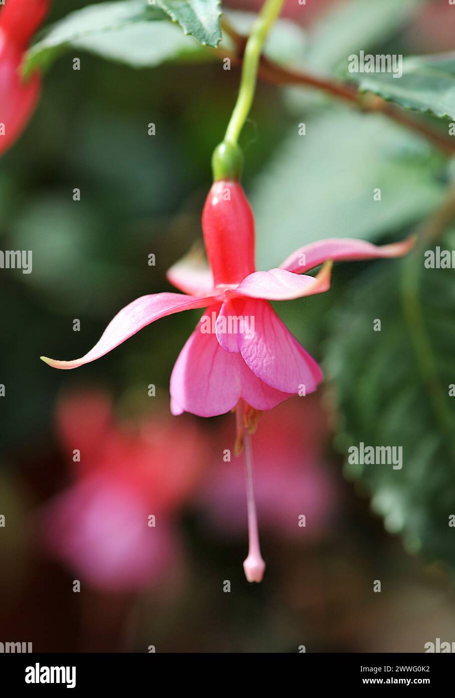 Immagine di un fiore rosa Fuchsia nel centro del giardino Foto Stock