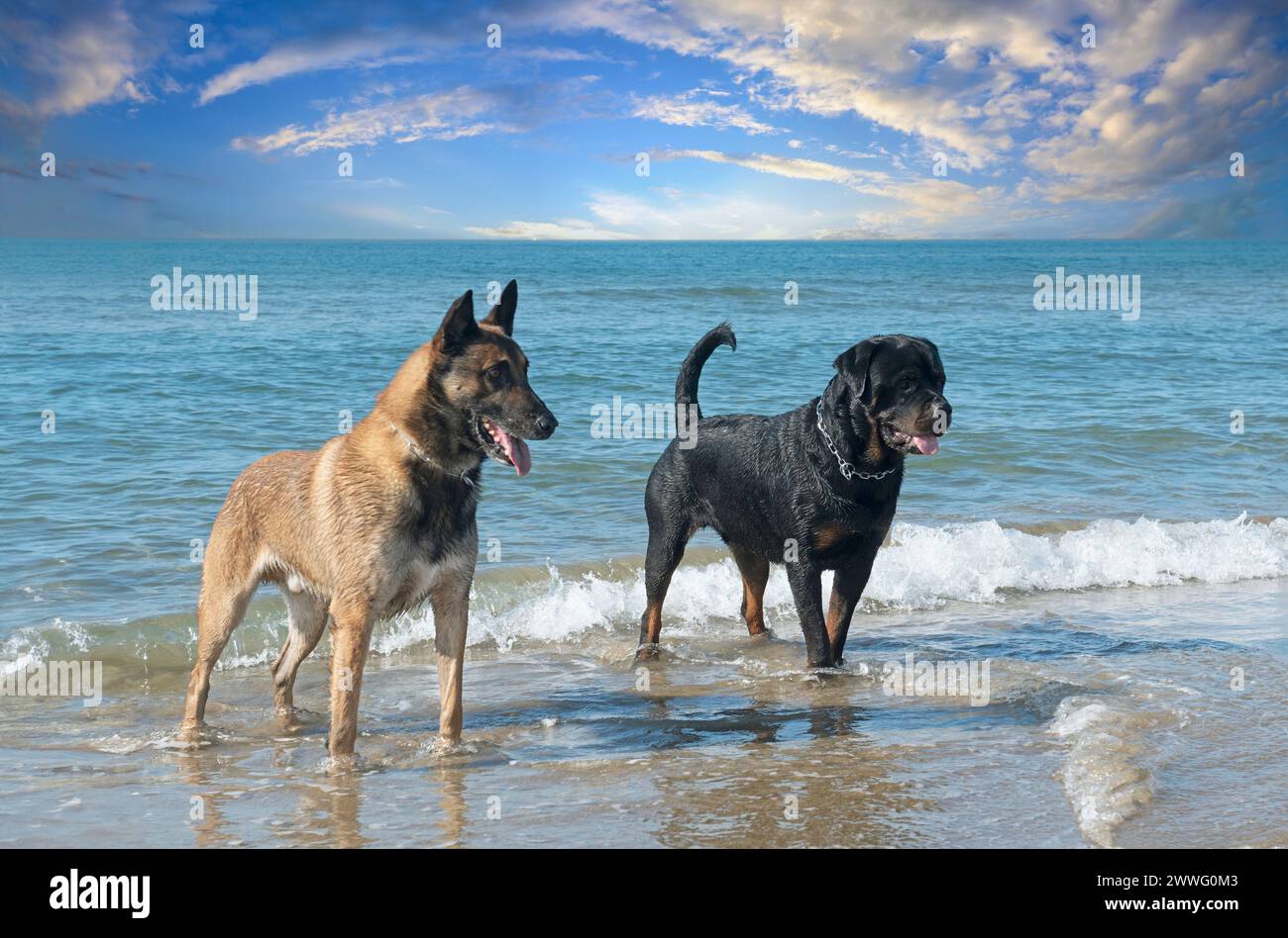 giovane rottweiler e malinois sulla spiaggia Foto Stock