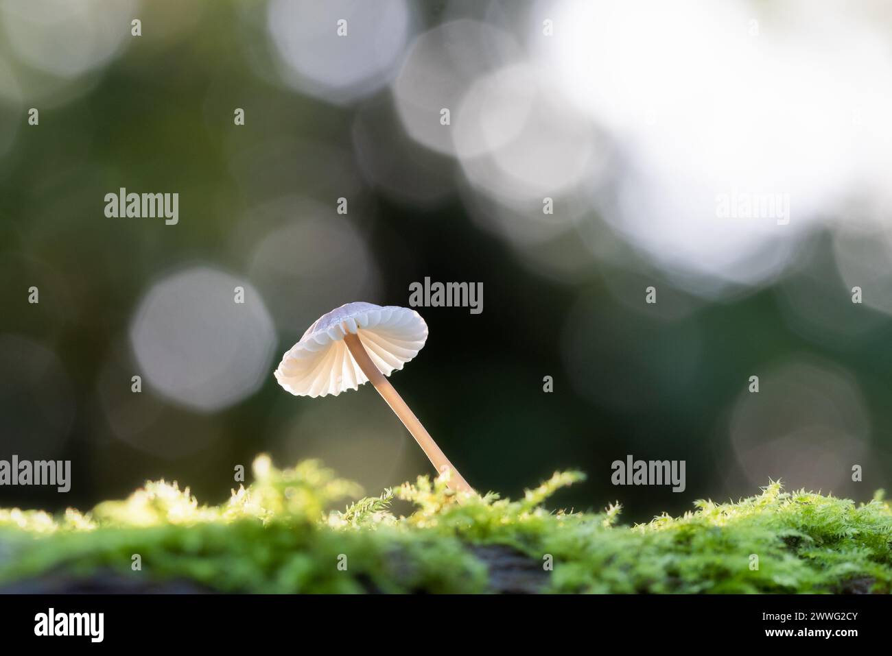 Fungo comune Bonnet [ Mycena galericulata ] retroilluminato su tronco muschiato con riflessi bokeh Foto Stock