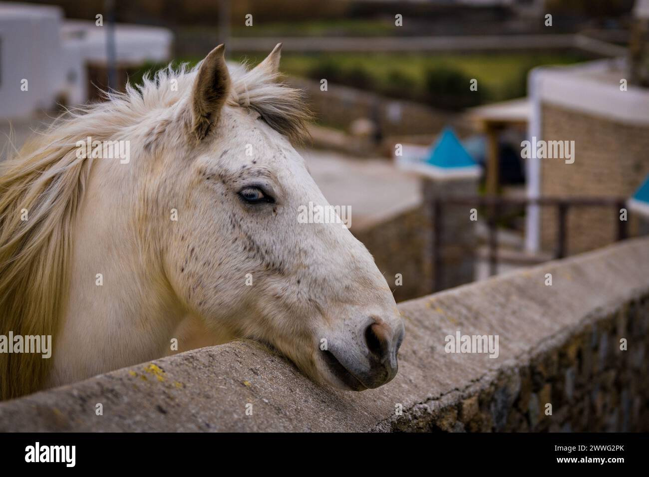 Un cavallo bianco sonnolento riposa accanto a una recinzione in pietra, incarnando la tranquillità rurale. Foto Stock