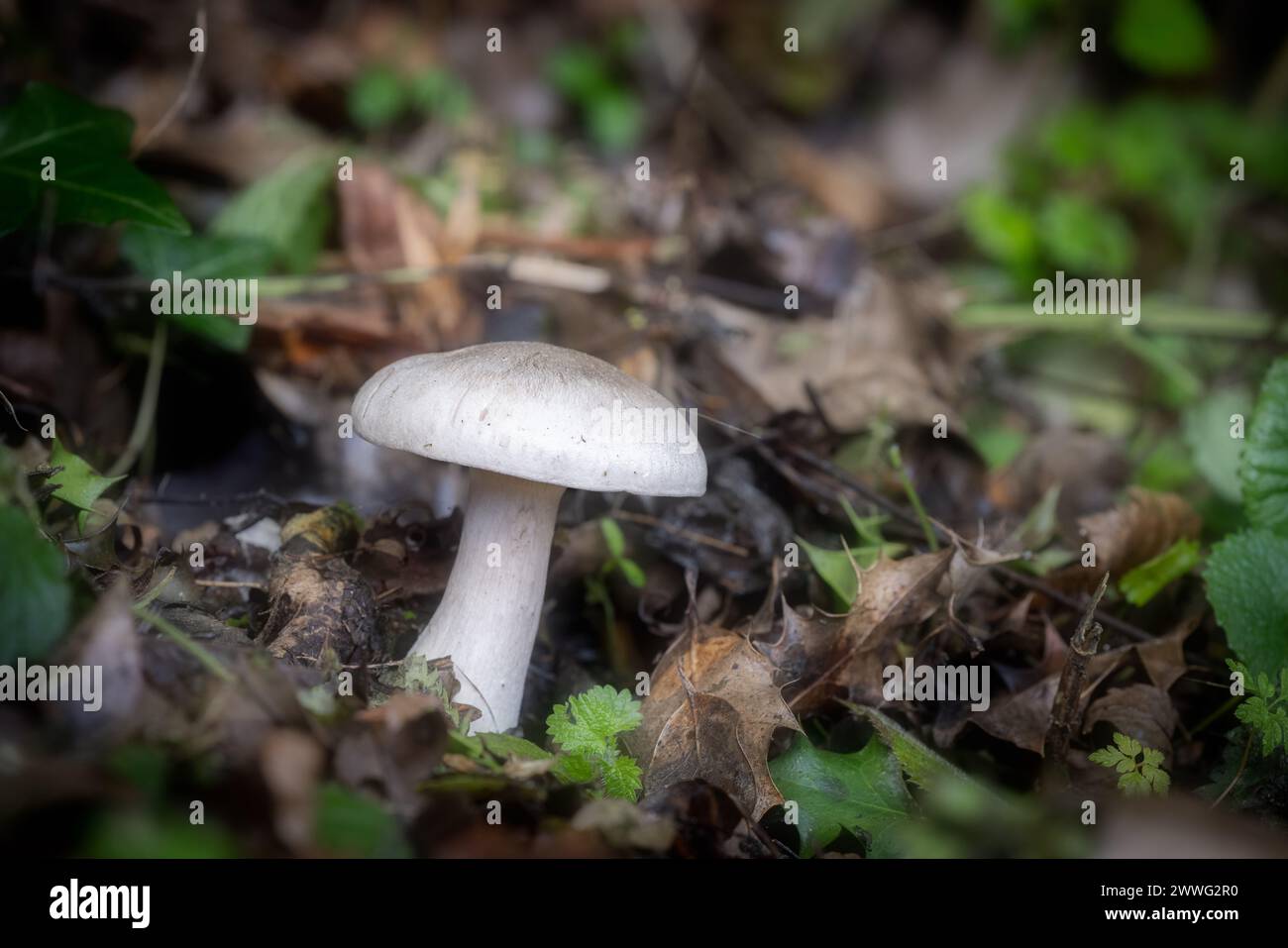 Fungo bianco tra le lettiere Foto Stock