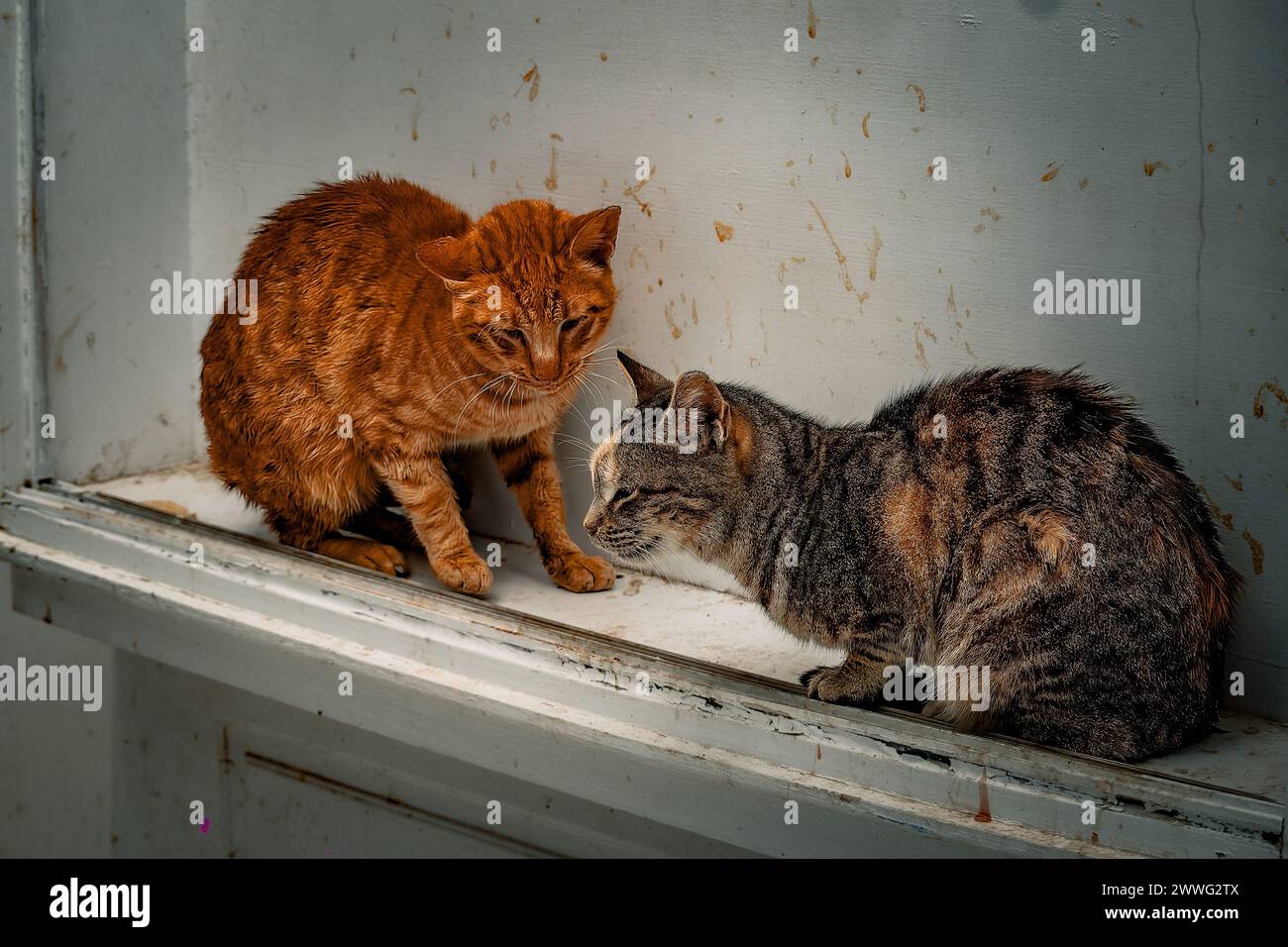 Il sole del pomeriggio proietta un bagliore su due gatti in un incontro teso su una sporgenza della finestra. Foto Stock