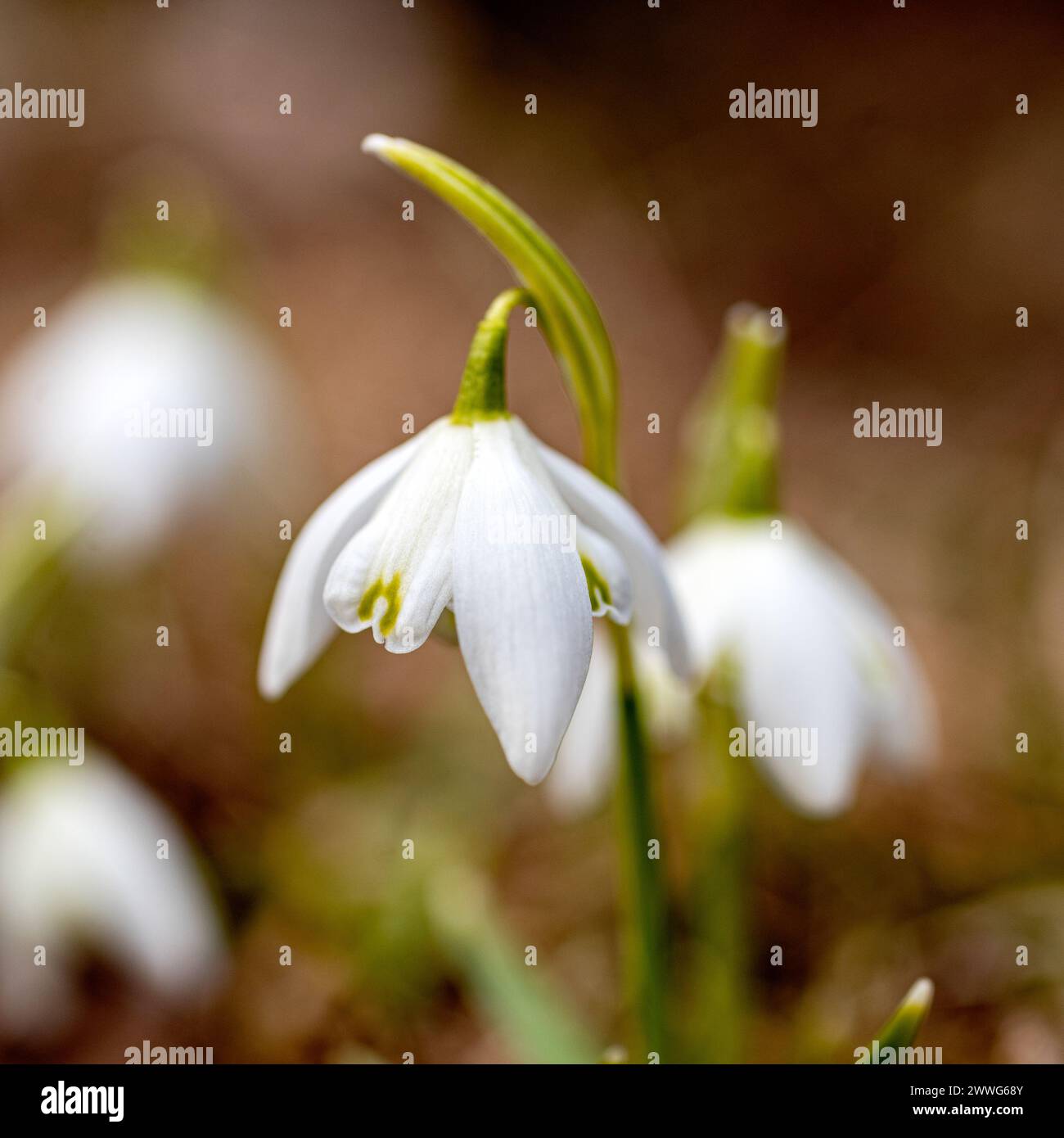 le gocce di neve sono precursori della primavera, le gocce di neve sono piante ornamentali popolari, primaverili in natura Foto Stock