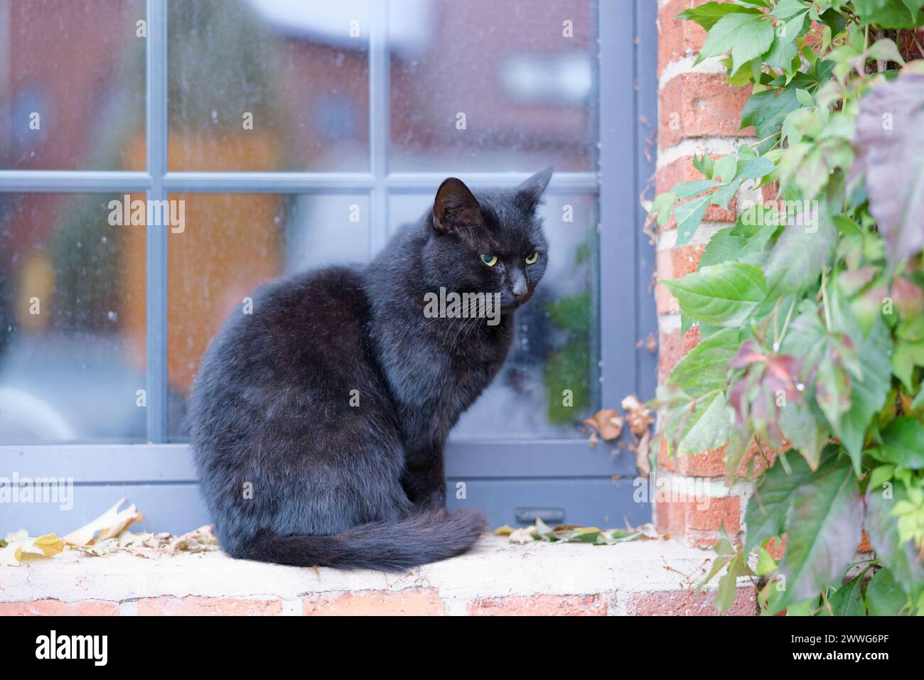 Gatto nero seduto fuori dalla finestra, muro di mattoni rossi ricoperto di edera Foto Stock