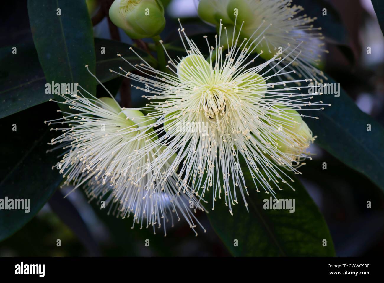 Rosenapfel Syzygium jambos, Nutzpflanze, Südostasien mcpins *** Rose Apple Syzygium jambos , pianta utile, sudest asiatico mcpins mcpins Foto Stock