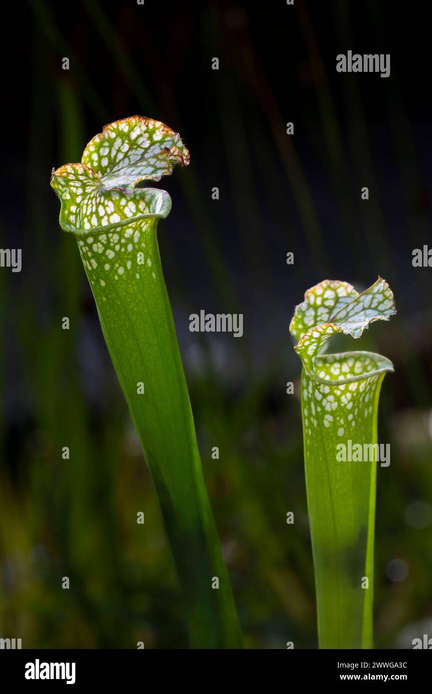 Weiße Schlauchpflanze Sarracenia leucophylla fleischressende Pflanze, Nordamerika mcpins *** pianta a manichetta bianca Sarracenia leucophylla pianta carnivora Foto Stock