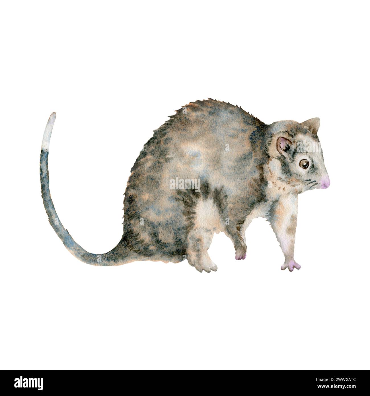 Opossum coda di rondine. Animale marsupiale nativo australiano notturno. Illustrazione acquerello isolata su sfondo bianco. Elemento disegnato a mano nazionale Foto Stock