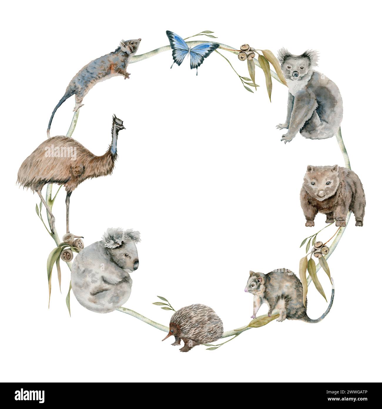 Koala australiano e animali nativo di wombat incorniciano la corona rotonda. Illustrazione isolata ad acquerello con struzzo emu, opossum ed echidna disegnati a mano Foto Stock