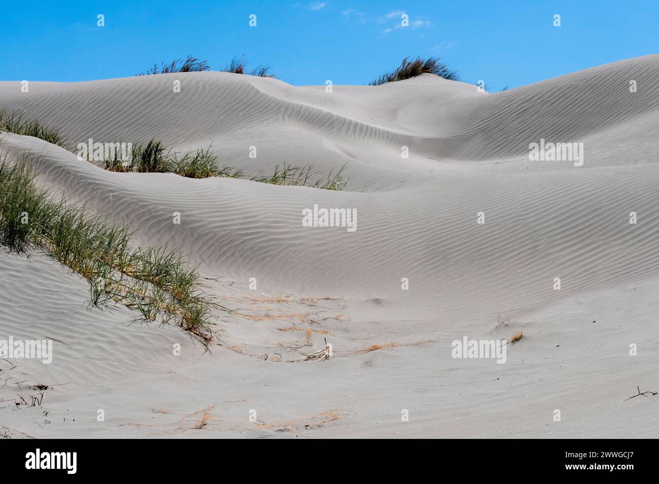 Dune di sabbia, Foxton, Manawatu, Isola del Nord, nuova Zelanda Foto Stock