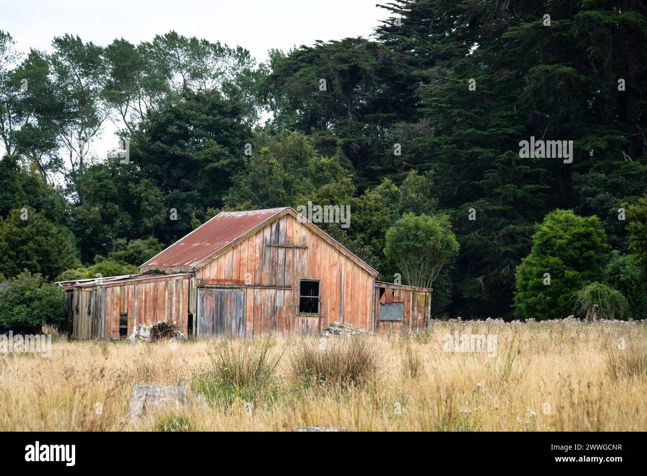 Fienile nel campo di erba lunga, vicino a Feilding, Manawatu, Isola del Nord, nuova Zelanda Foto Stock