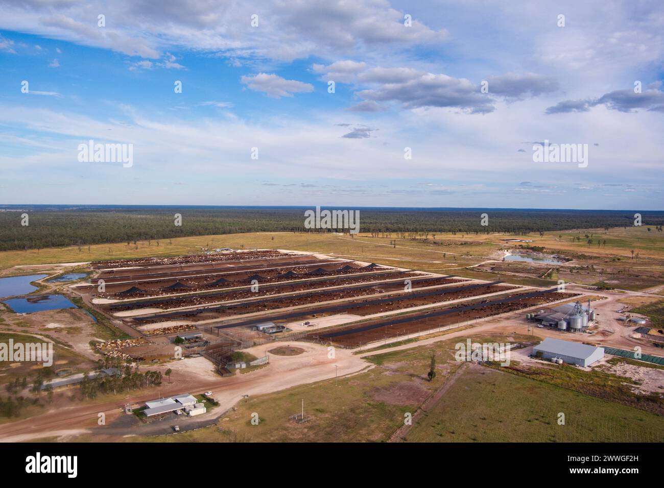 Aerea del bestiame Wambo Feedlot vicino a Dalby Queensland Australia Foto Stock